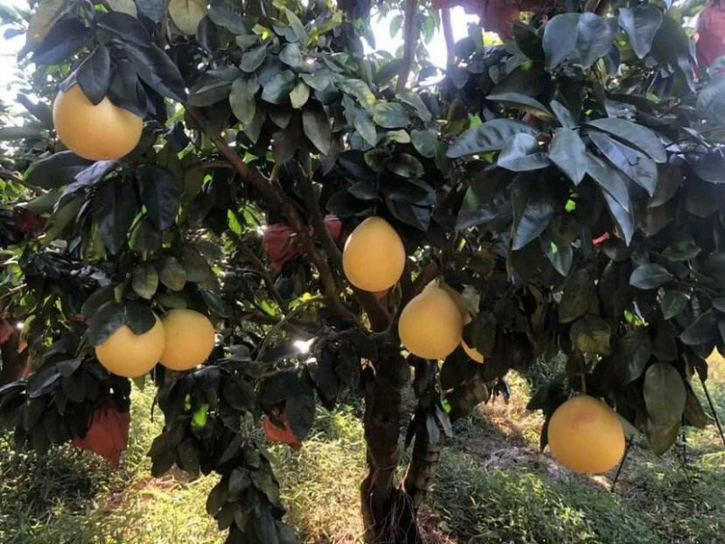 福建平和琯溪蜜柚支持电商一件代发！产地代办
