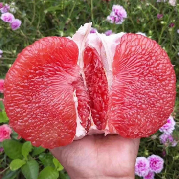福建平和琯溪蜜柚支持电商一件代发！产地代办