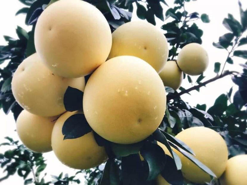 福建平和琯溪蜜柚支持电商一件代发！产地代办