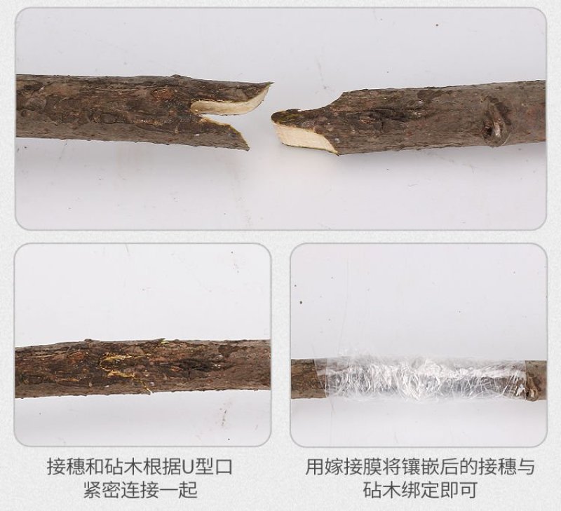 嫁接刀嫁接机剪刀粗枝树木果树嫁接神器嫁接工具芽接刀苗木刀