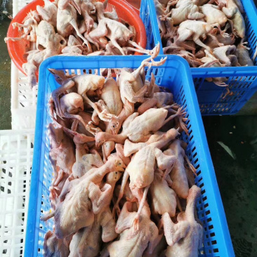 冰冻乳鸽新鲜靓鸽现宰现寄量多包邮