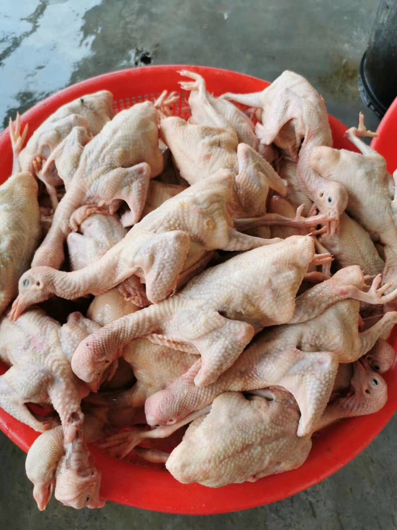 冰冻乳鸽新鲜靓鸽现宰现寄量多包邮