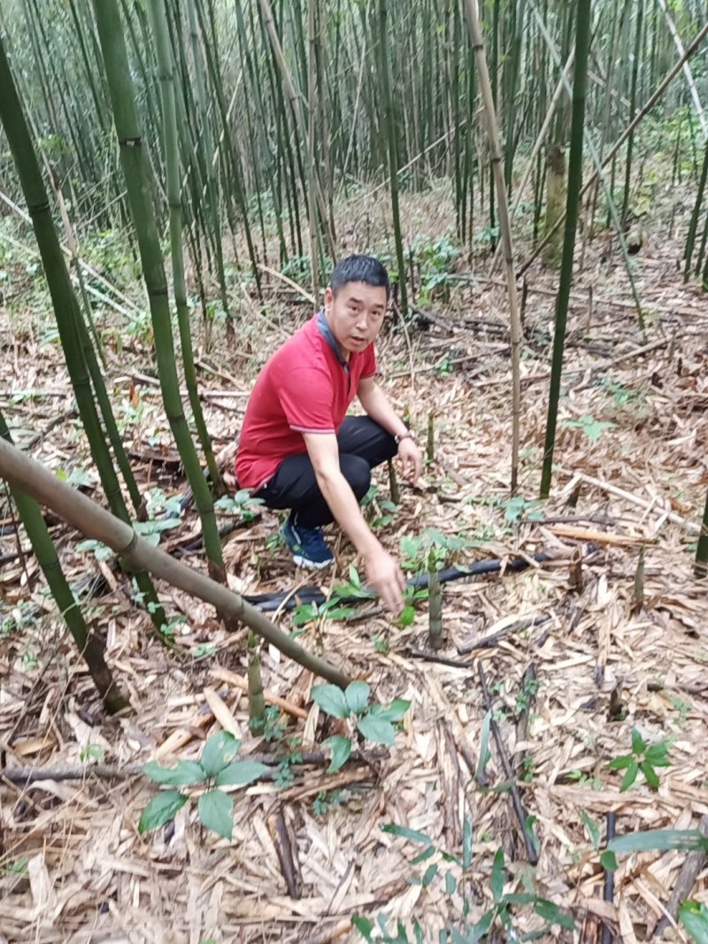 来自大山的竹笋，有机绿色山野的馈赠