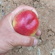 油桃，湖北露天万亩油桃大量上市品种多价格便宜支持全国