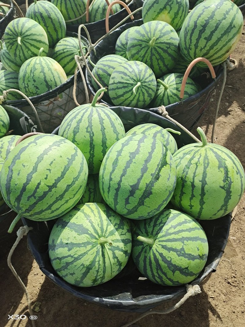 【精品瓜】江苏徐州8424西瓜产业园区大量上市中