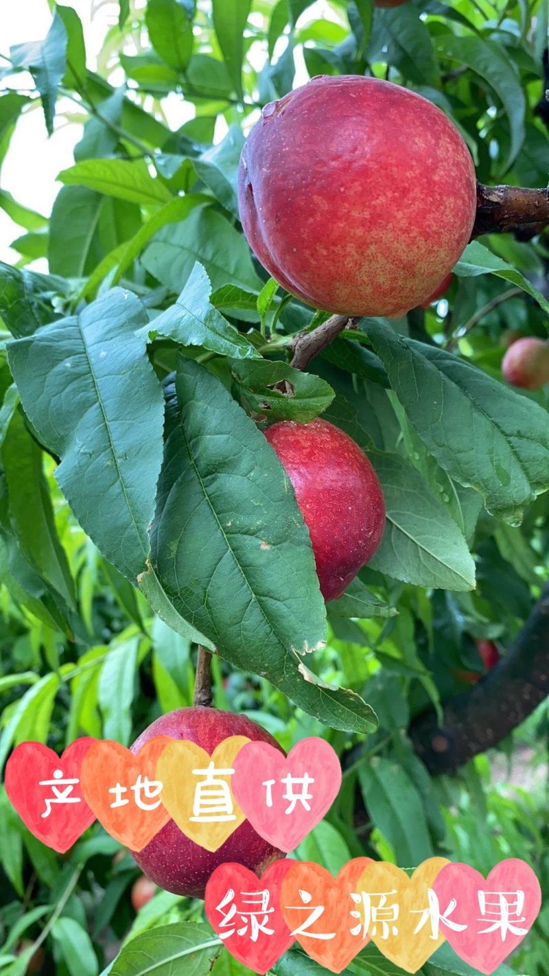 新鲜油桃中油19黄肉油桃3斤10斤装快递包邮坏果包赔