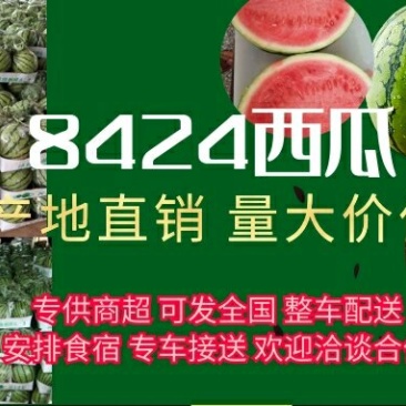 8424西瓜无嫁接一万五千斤起批，