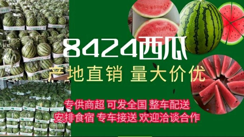8424西瓜无嫁接一万五千斤起批，