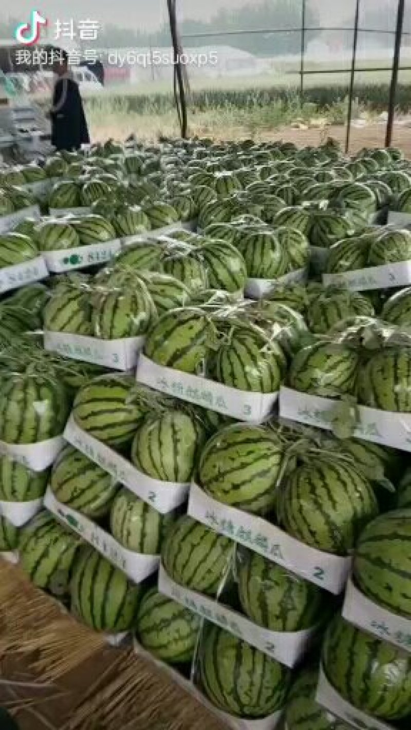 8424西瓜无嫁接一万五千斤起批，