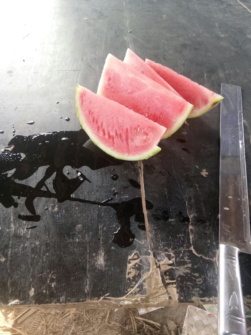 美都西瓜一茬瓜熟度好一万五千斤起批，