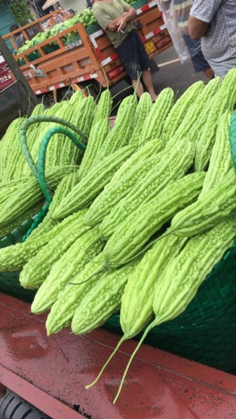 苦瓜大量上市中货好新鲜还有茄子豆角节瓜等