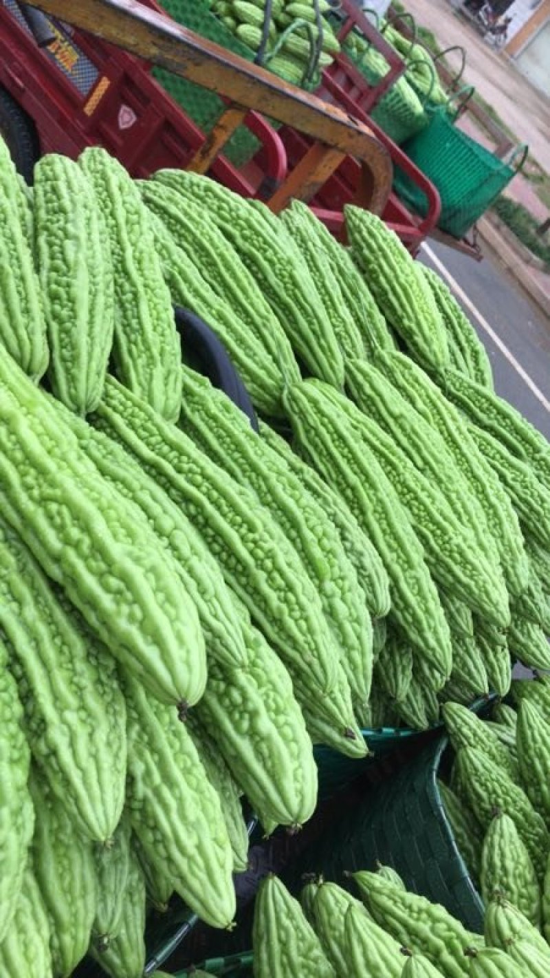 苦瓜大量上市中货好新鲜还有茄子豆角节瓜等