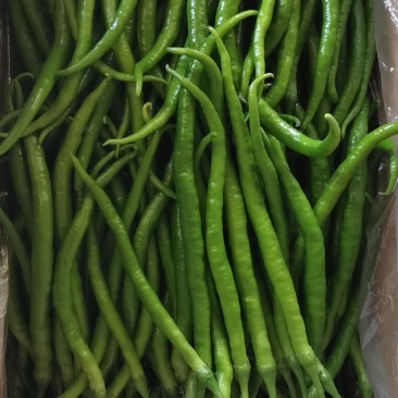 青线椒