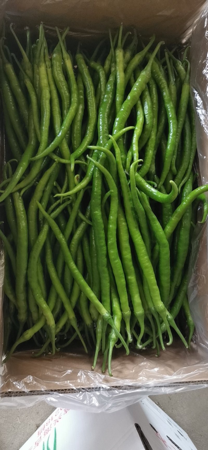 青线椒