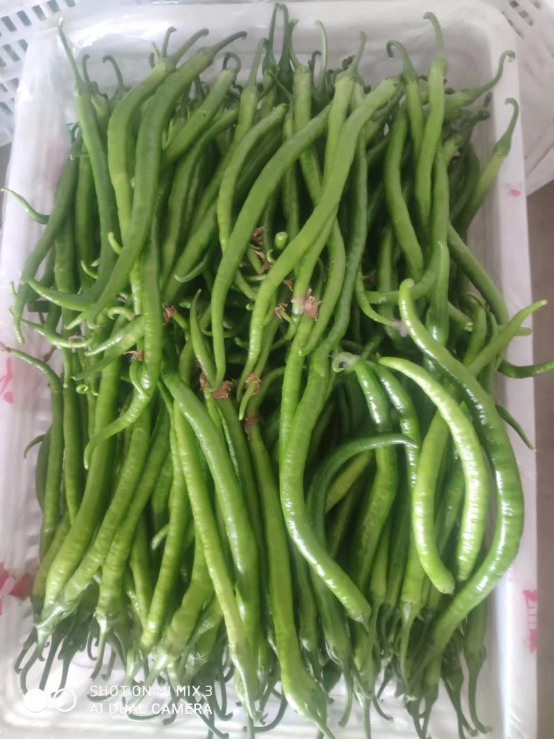 青线椒