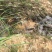 山地出租