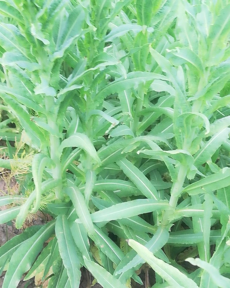 贡菜