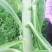 贡菜