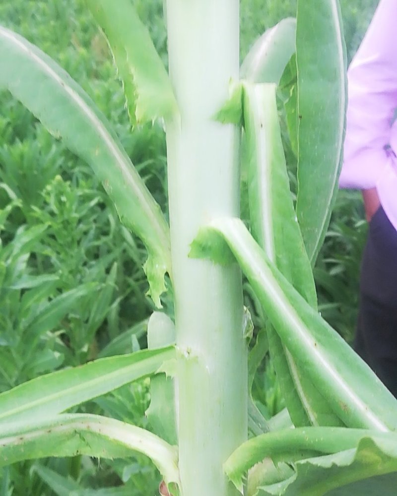 贡菜