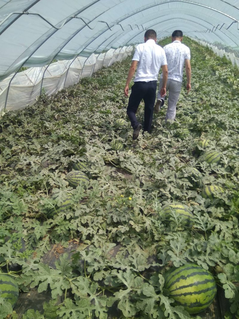 甜王西瓜