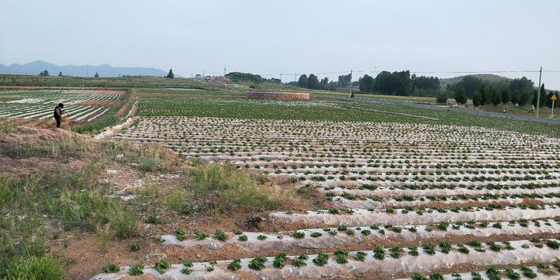 白沙系列干货精米7.5筛中粒花生米，农户自产自销