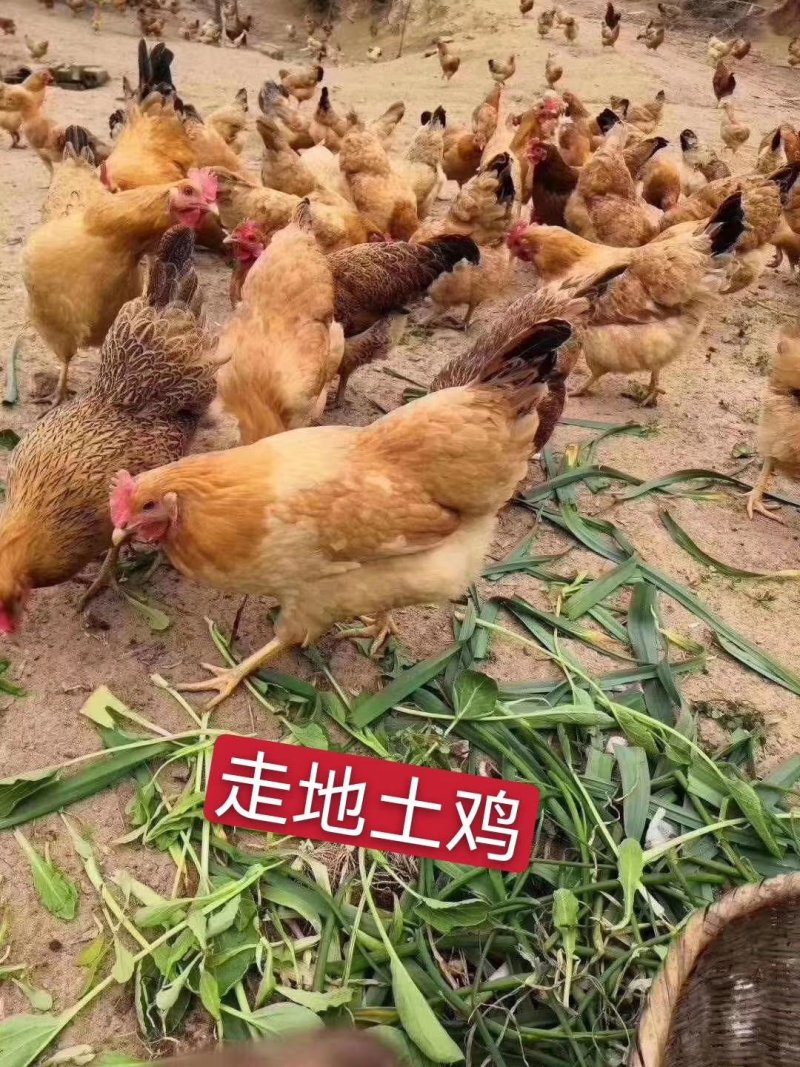 阉鸡三黄鸡土1.5土二麻鸡