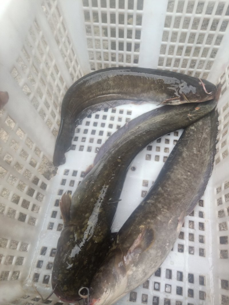 土鲶鱼