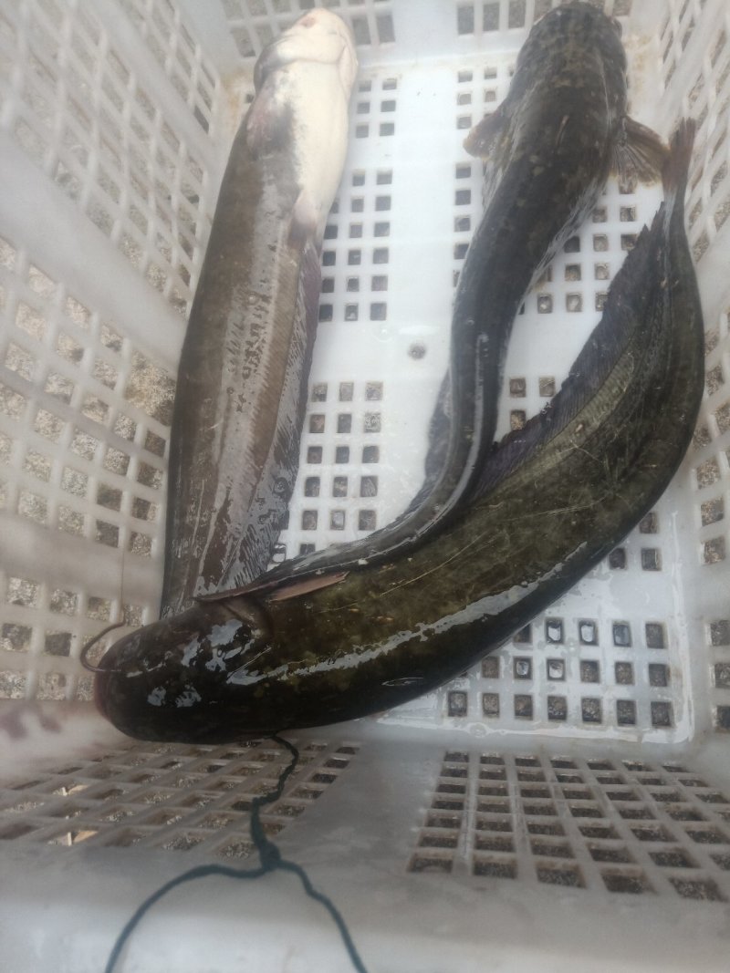土鲶鱼