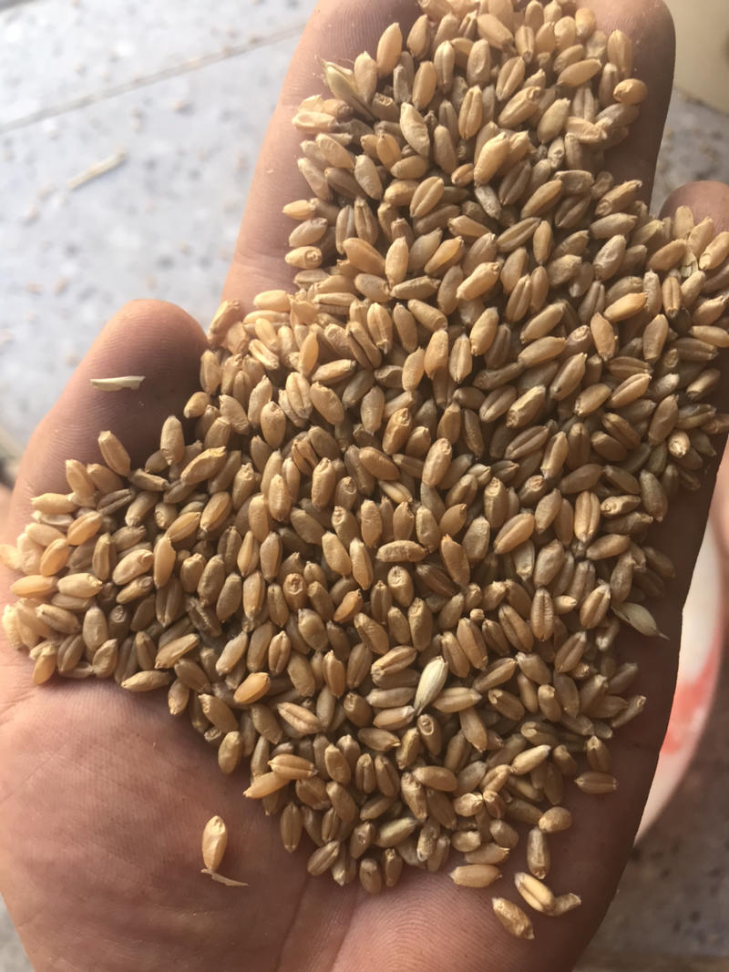 湖北精品小麦产地直发保证质量诚信经营