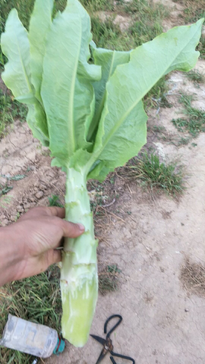 莴笋