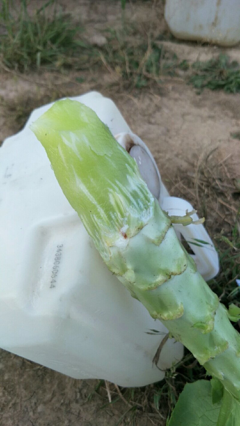 莴笋