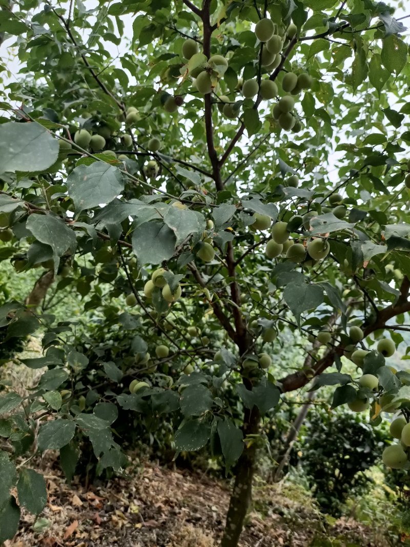 青梅