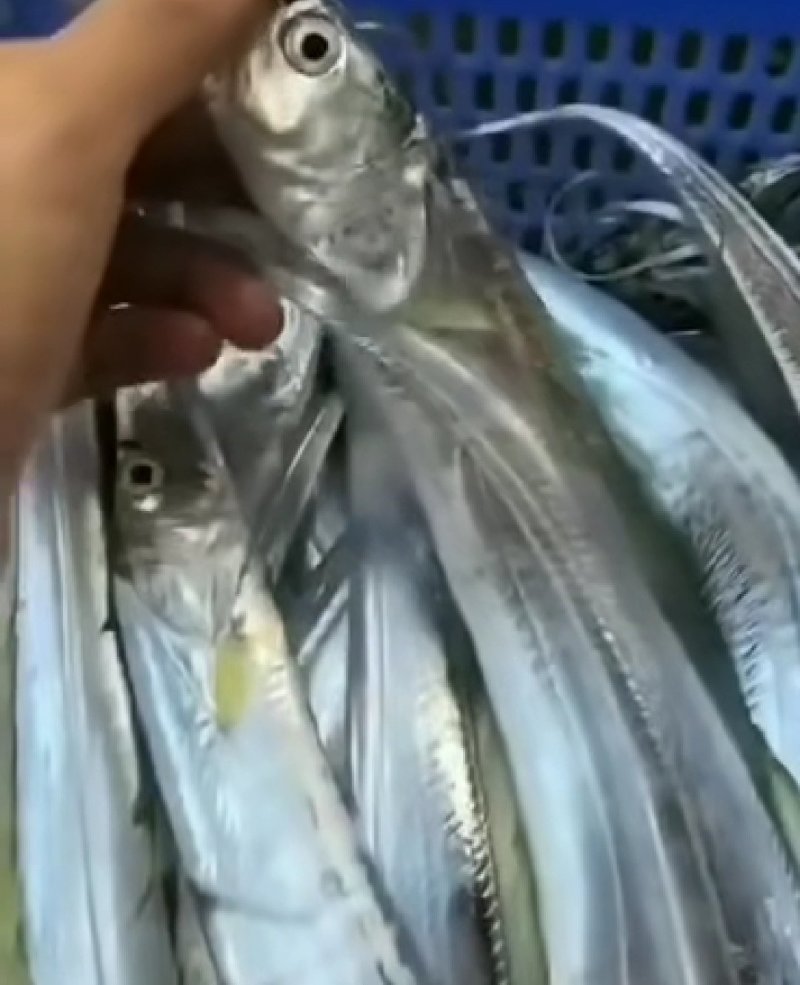广东粤东沿海马头鱼带鱼