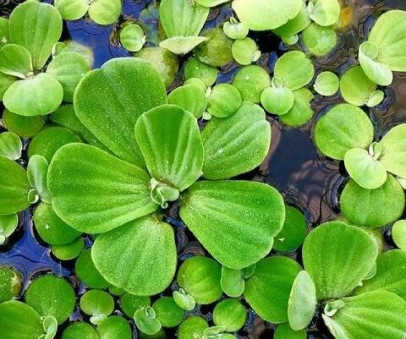 水芙蓉水葫芦水白菜是水产育苗养鱼养虾等，根系发达可以种子