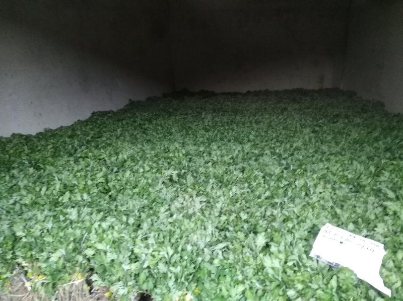 金丝皇菊苗，婺源皇菊苗，七月菊贡菊苗，大量批发，包回收！