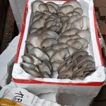 鲜平菇