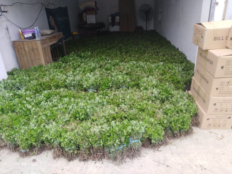 金丝皇菊苗，婺源皇菊苗，七月菊贡菊苗，大量批发，包回收！