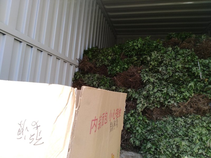 金丝皇菊苗，婺源皇菊苗，七月菊贡菊苗，大量批发，包回收！