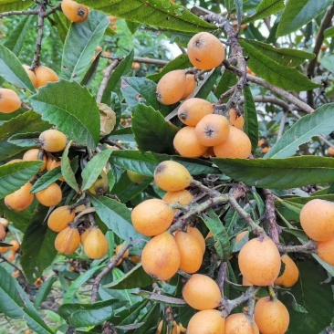 蜜丸枇杷