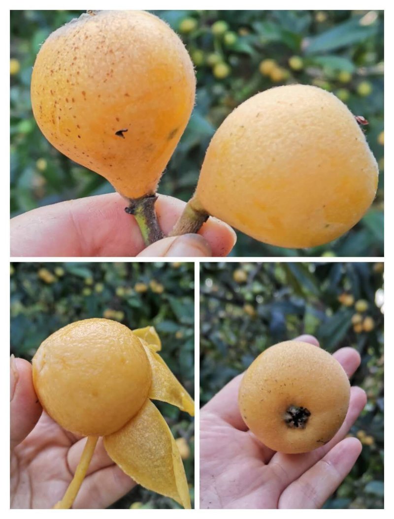 蜜丸枇杷