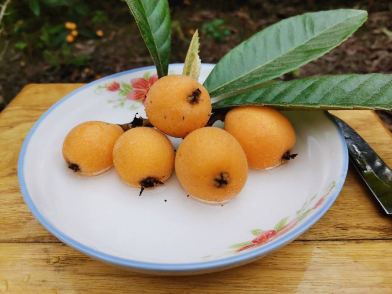 蜜丸枇杷
