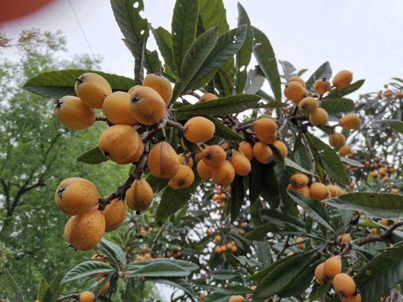 蜜丸枇杷