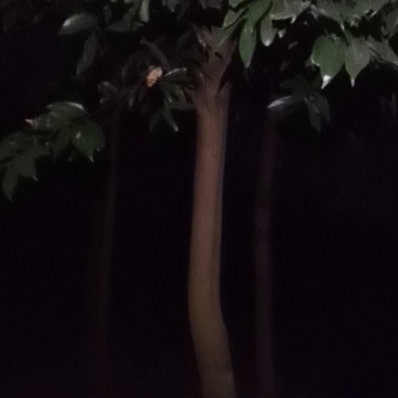 大量供应天竺桂，有需要天竺桂联系