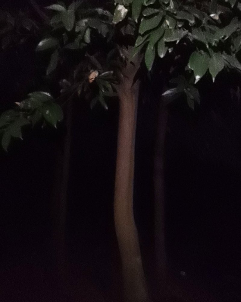 大量供应天竺桂，有需要天竺桂联系