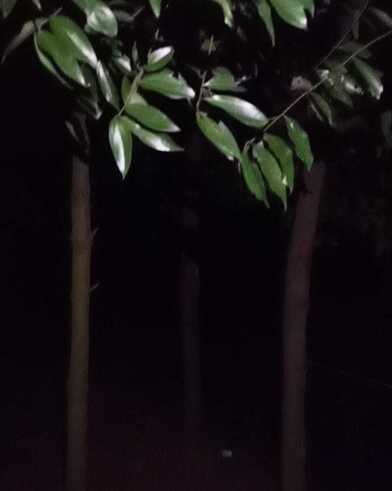 大量供应天竺桂，有需要天竺桂联系
