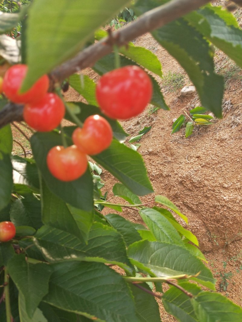 大量供应各种大樱桃。