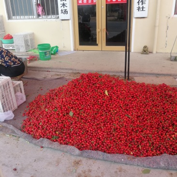 大樱桃基地大樱桃成熟欢迎全国各地客户前来收购