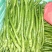 【精品线椒】大量上市/产地直发/货量充足/欢迎老板们下单