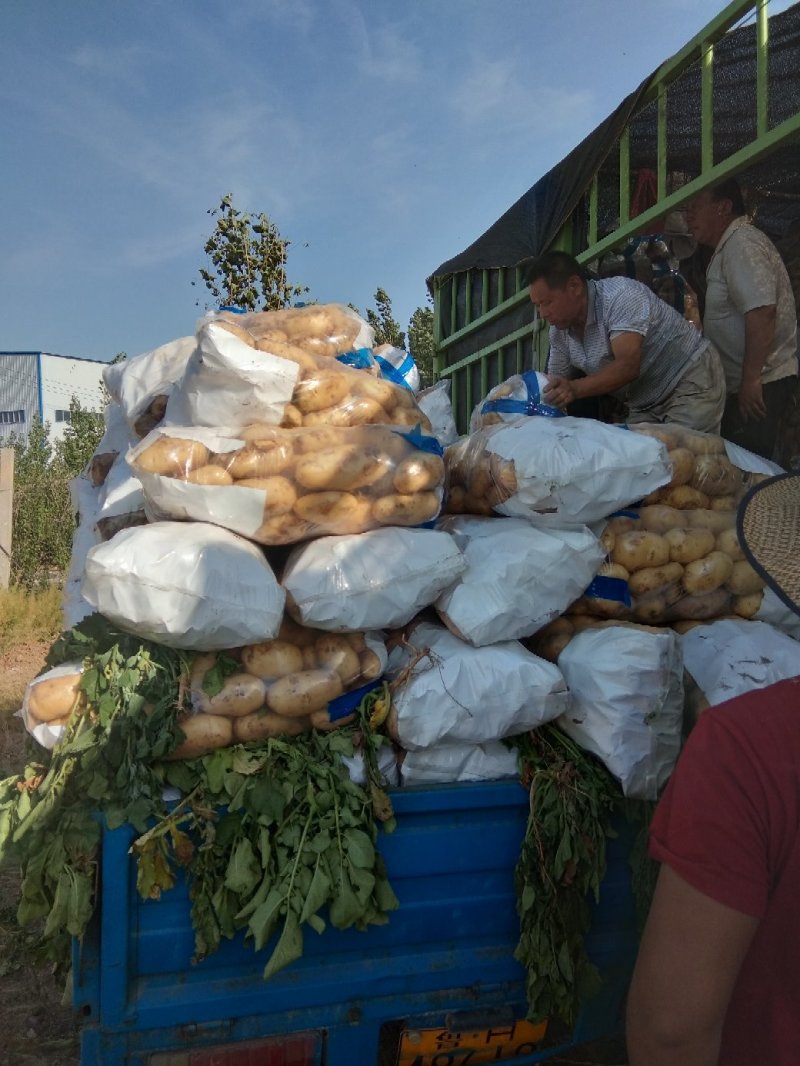 山东泗水陆地土豆上市，现货直发