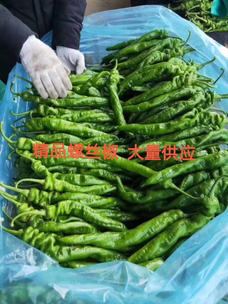 【优质笼椒】产地直发供应全国全国各大批发市场欢迎下单